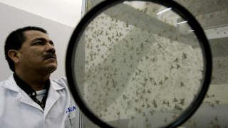 Why Do Tiny Fruit Flies Have Giant Sperm?
